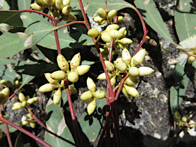 APII jpeg image of Eucalyptus blakelyi  © contact APII