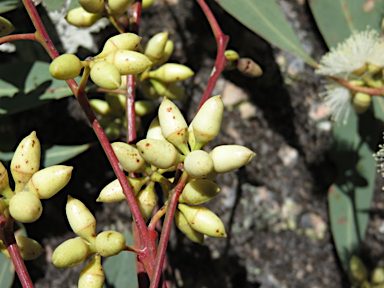 APII jpeg image of Eucalyptus blakelyi  © contact APII