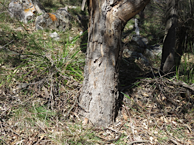 APII jpeg image of Eucalyptus blakelyi  © contact APII