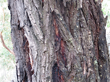 APII jpeg image of Eucalyptus caleyi subsp. caleyi  © contact APII