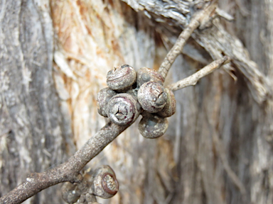 APII jpeg image of Eucalyptus caliginosa  © contact APII