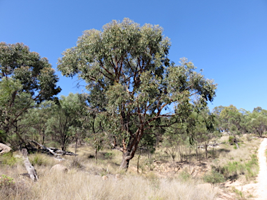 APII jpeg image of Eucalyptus caliginosa  © contact APII