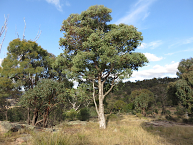 APII jpeg image of Eucalyptus interstans  © contact APII