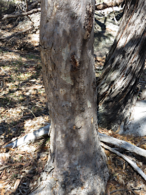 APII jpeg image of Eucalyptus prava  © contact APII