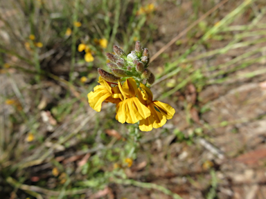 APII jpeg image of Goodenia bellidifolia subsp. argentea  © contact APII