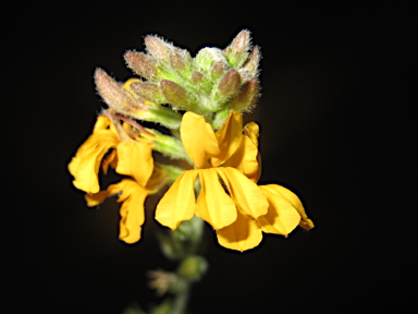 APII jpeg image of Goodenia bellidifolia subsp. argentea  © contact APII