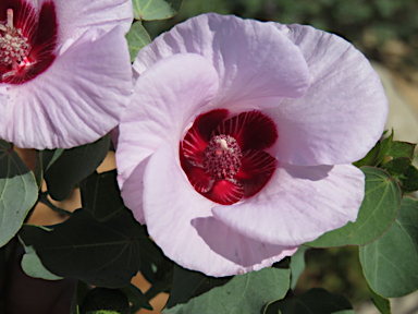 APII jpeg image of Gossypium sturtianum  © contact APII