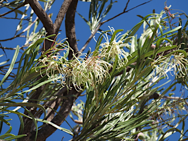 APII jpeg image of Grevillea parallela  © contact APII