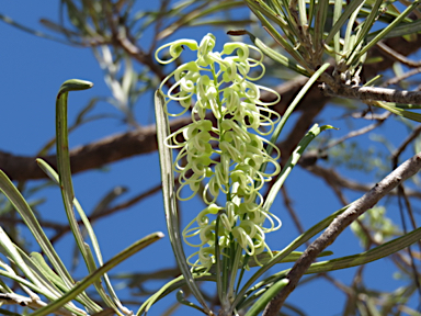 APII jpeg image of Grevillea parallela  © contact APII