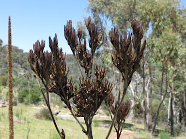 APII jpeg image of Haemodorum planifolium  © contact APII