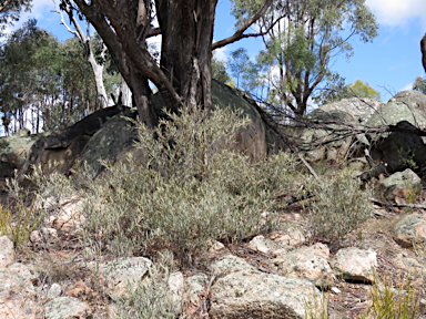 APII jpeg image of Hovea apiculata  © contact APII