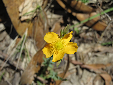 APII jpeg image of Hypericum gramineum  © contact APII