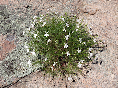 APII jpeg image of Isotoma axillaris  © contact APII