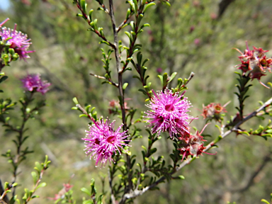 APII jpeg image of Kunzea obovata  © contact APII