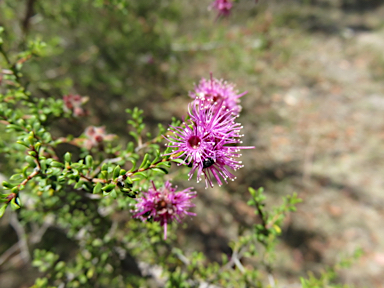 APII jpeg image of Kunzea obovata  © contact APII