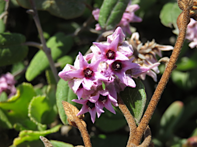 APII jpeg image of Lasiopetalum discolor  © contact APII