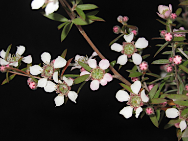 APII jpeg image of Leptospermum brevipes  © contact APII