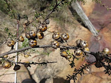 APII jpeg image of Leptospermum minutifolium  © contact APII