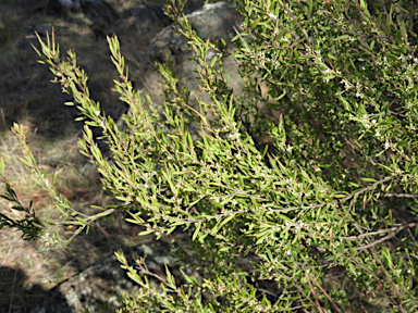 APII jpeg image of Leucopogon muticus  © contact APII