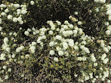 APII jpeg image of Melaleuca pauperiflora  © contact APII