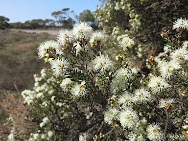 APII jpeg image of Melaleuca pauperiflora  © contact APII