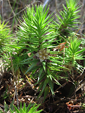 APII jpeg image of Melichrus procumbens  © contact APII