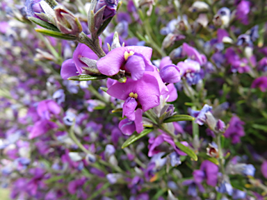 APII jpeg image of Mirbelia speciosa  © contact APII