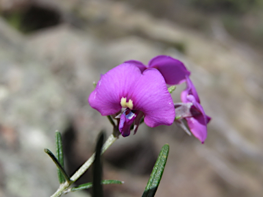 APII jpeg image of Mirbelia speciosa  © contact APII