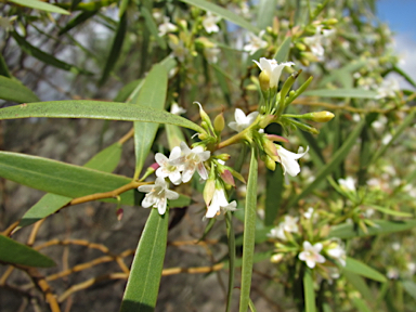 APII jpeg image of Myoporum platycarpum  © contact APII