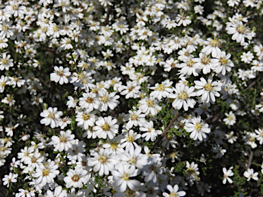 APII jpeg image of Olearia brachyphylla  © contact APII