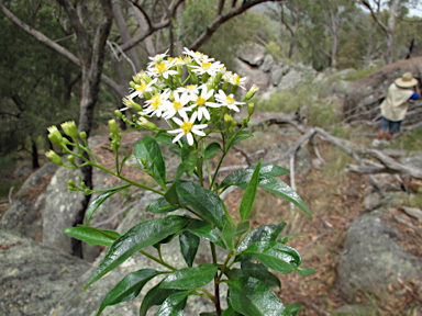 APII jpeg image of Olearia elliptica  © contact APII