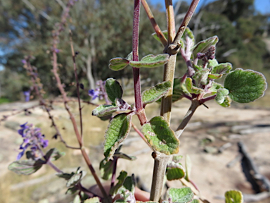 APII jpeg image of Plectranthus suaveolens  © contact APII