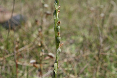 APII jpeg image of Pterostylis mutica  © contact APII