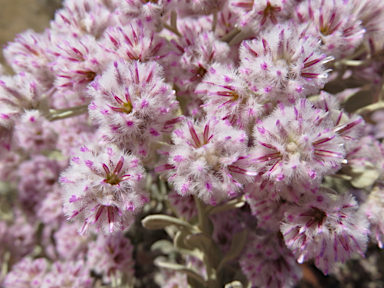 APII jpeg image of Ptilotus obovatus  © contact APII