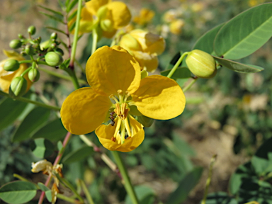 APII jpeg image of Senna planitiicola  © contact APII