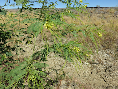 APII jpeg image of Sesbania cannabina var. cannabina  © contact APII