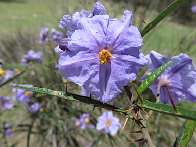 APII jpeg image of Solanum amblymerum  © contact APII