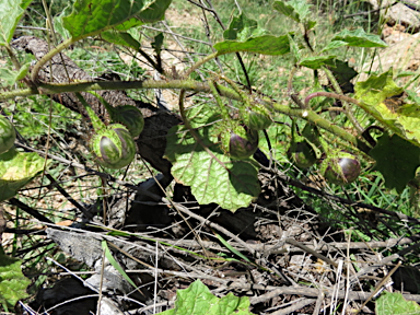 APII jpeg image of Solanum ditrichum  © contact APII