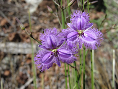 APII jpeg image of Thysanotus tuberosus  © contact APII