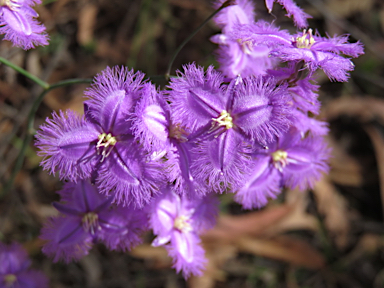 APII jpeg image of Thysanotus tuberosus  © contact APII