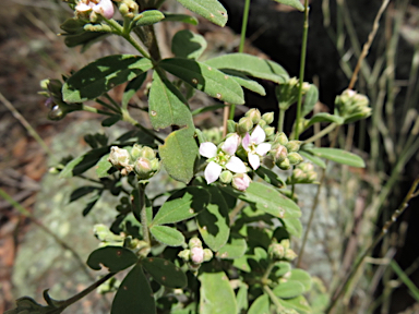 APII jpeg image of Zieria cytisoides  © contact APII