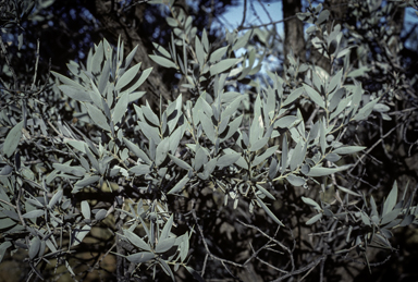 APII jpeg image of Acacia georginae  © contact APII