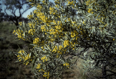 APII jpeg image of Acacia georginae  © contact APII