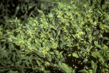 APII jpeg image of Acanthospermum hispidum  © contact APII