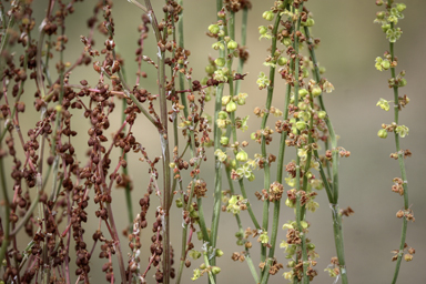 APII jpeg image of Rumex acetosella  © contact APII