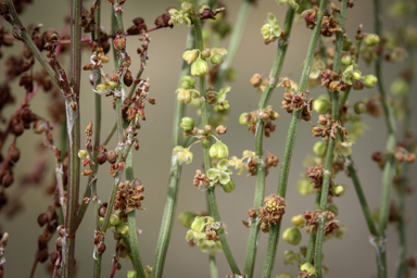 APII jpeg image of Rumex acetosella  © contact APII