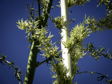 APII jpeg image of Agave americana  © contact APII