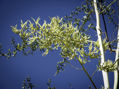 APII jpeg image of Agave americana  © contact APII