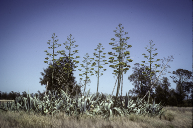 APII jpeg image of Agave americana  © contact APII