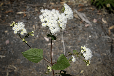 APII jpeg image of Ageratina adenophora  © contact APII